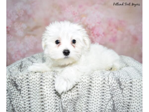 Maltese Dog Male White 23085 Petland Fort Myers, Florida