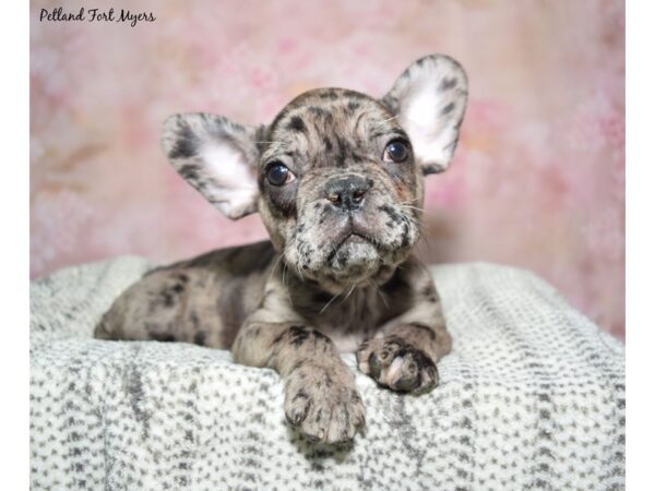 French Bulldog-DOG-Male-Blue Merle-23080-Petland Fort Myers, Florida