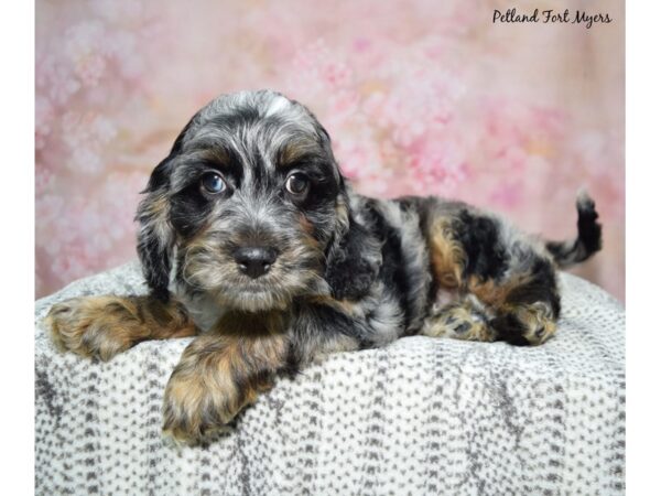 Cockapoo-Dog-Male-Blue Merle-23079-Petland Fort Myers, Florida