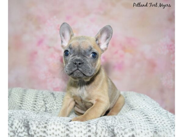 French Bulldog DOG Female Fawn 23078 Petland Fort Myers, Florida