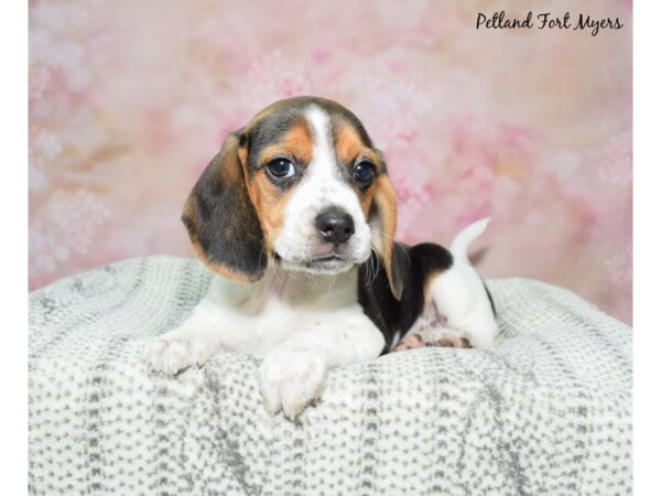 Beagle Dog Female Black, White, & Tan 23122 Petland Fort Myers, Florida