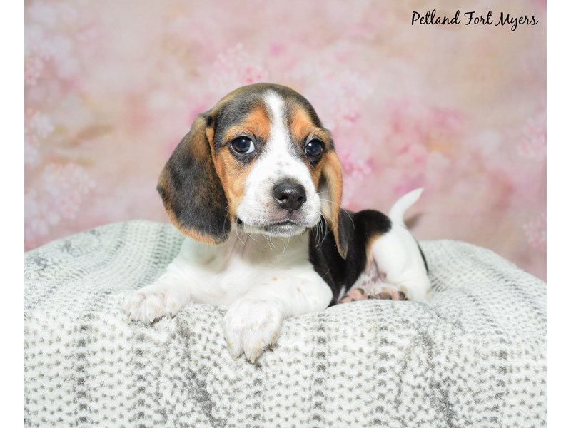 Beagle-Female-Black, White, & Tan-4121549-Petland Fort Myers Florida