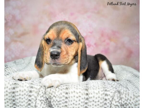 Beagle-Dog-Male-Black, White, & Tan-23121-Petland Fort Myers, Florida