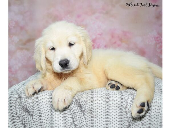 Golden Retriever Dog Female Cream 23120 Petland Fort Myers, Florida