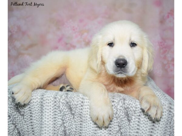 Golden Retriever Dog Male Cream 23119 Petland Fort Myers, Florida