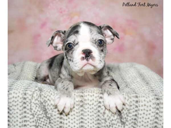 Boston Terrier Dog Male Blue Merle 23117 Petland Fort Myers, Florida