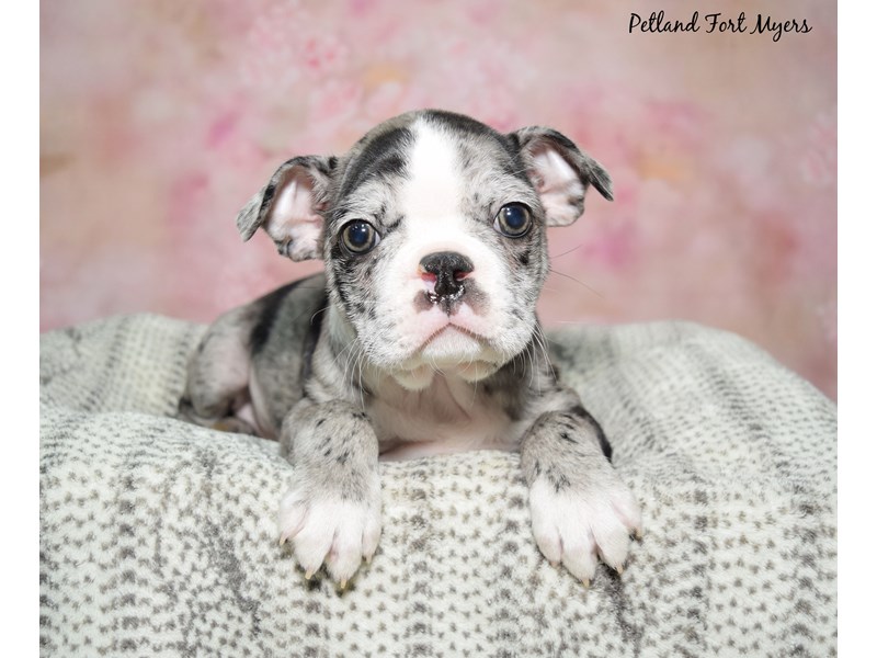 Boston Terrier-Male-Blue Merle-4121515-Petland Fort Myers Florida