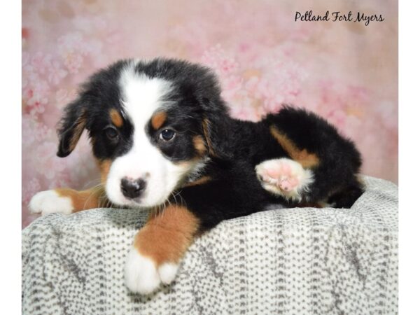 Bernese Mountain Dog Dog Male Tri 23116 Petland Fort Myers, Florida