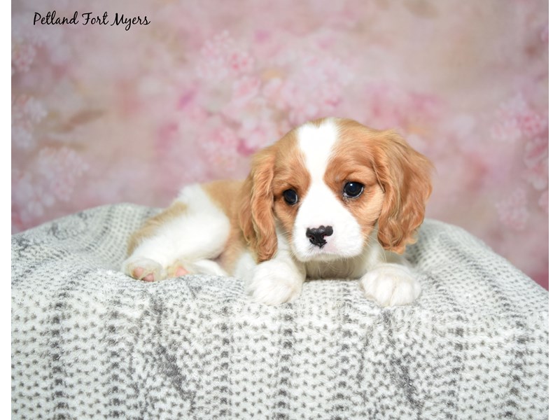 Cavalier King Charles Spaniel-Male-Blenheim-4121507-Petland Fort Myers Florida