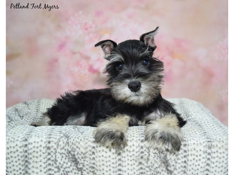 Miniature Schnauzer-Male-Salt & Pepper-4121504-Petland Fort Myers Florida