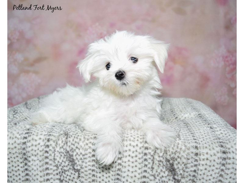 Maltese-Male-White-4121501-Petland Fort Myers Florida
