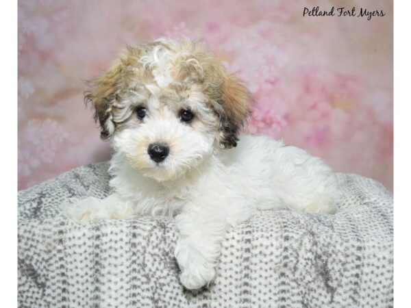 Bichapoo-Dog-Male-Tri, Prti-23111-Petland Fort Myers, Florida