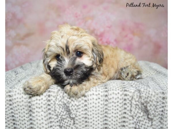 Havanese-Dog-Female-Red Sable-23110-Petland Fort Myers, Florida