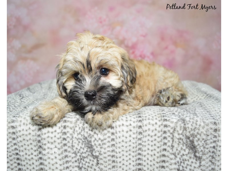 Havanese Small Animal Red Sable ID23110 Located at Petland Fort Myers