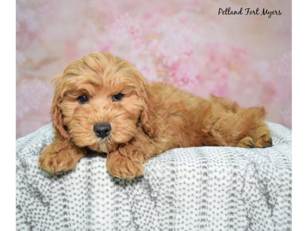 Cavapoo-Dog-Male-Red-23108-Petland Fort Myers, Florida