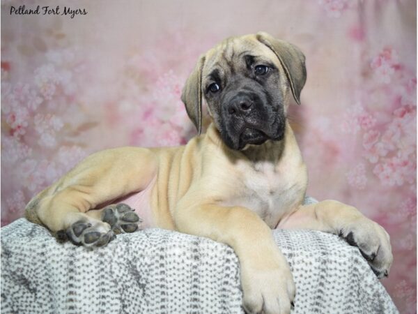 English Mastiff-Dog-Female-Fawn/Black Mask-23107-Petland Fort Myers, Florida