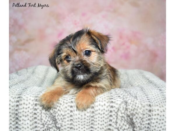 Shorkie Dog Female Brown 23106 Petland Fort Myers, Florida