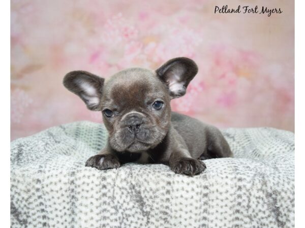 French Bulldog Dog Male Blue 23105 Petland Fort Myers, Florida