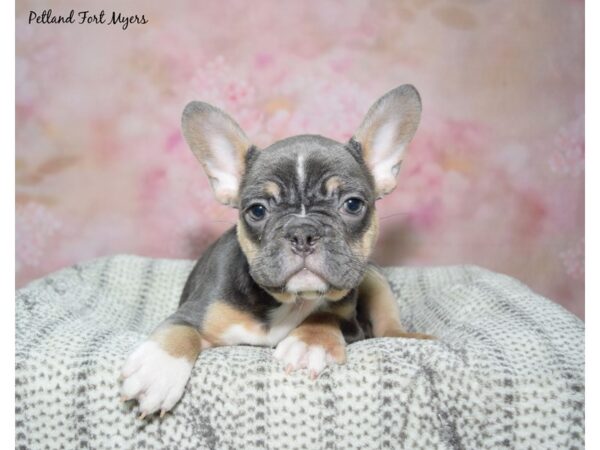 French Bulldog Dog Female Blue / Tan 23104 Petland Fort Myers, Florida