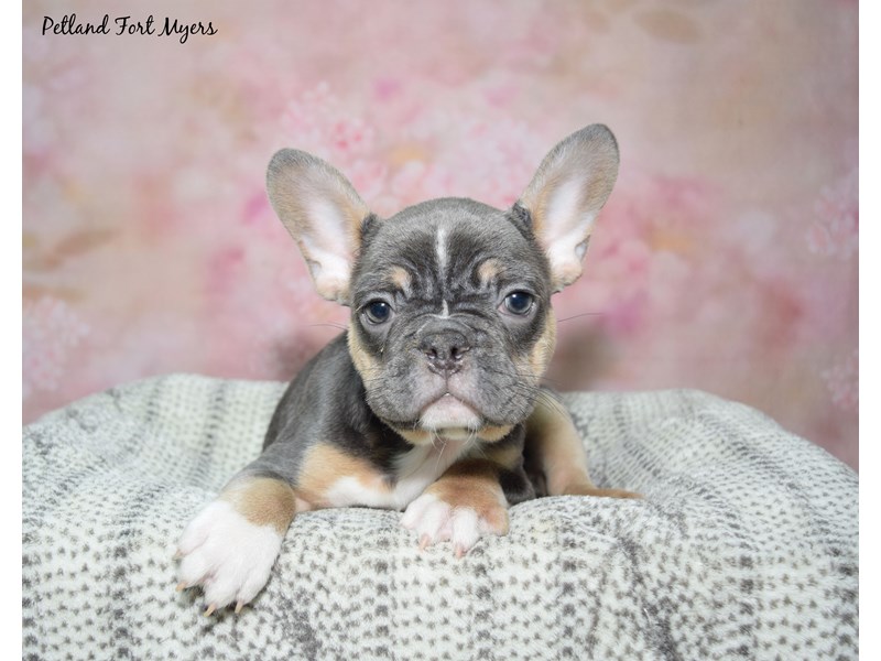 French Bulldog-Female-Blue / Tan-4109322-Petland Fort Myers Florida