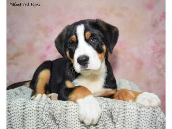 Greater Swiss MT Dog-Dog-Male-Black, White, & Red-23103-Petland Fort Myers, Florida