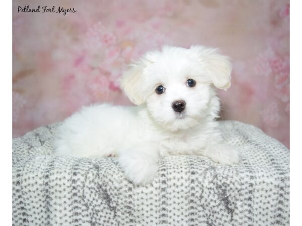 Coton De Tulear-Dog-Female-White-23102-Petland Fort Myers, Florida