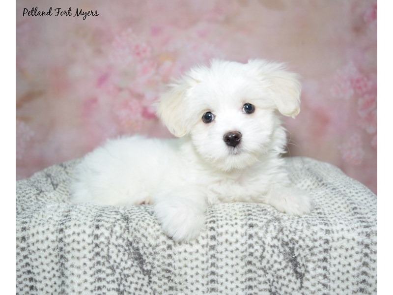 Coton De Tulear-Female-White-4120289-Petland Fort Myers Florida