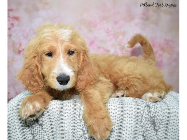 Golden Doodle-Dog-Female-Red-23141-Petland Fort Myers, Florida