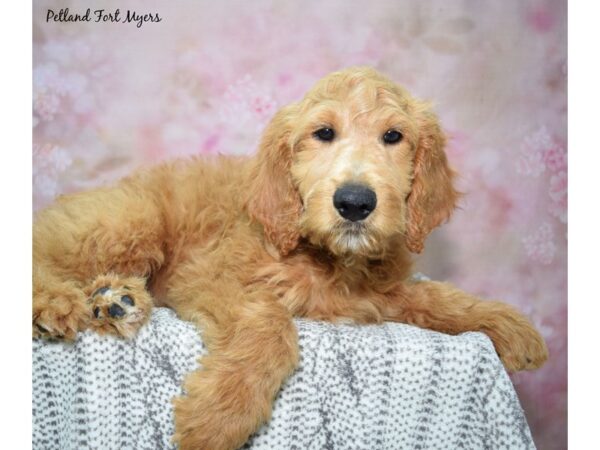 Golden Doodle-Dog-Male-Red-23140-Petland Fort Myers, Florida