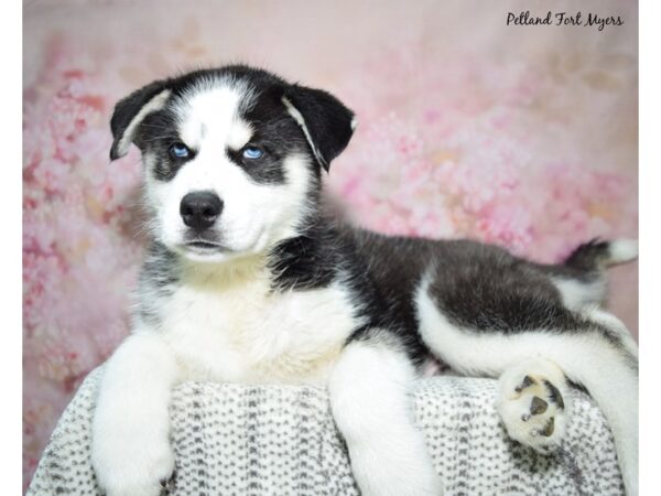 Siberian Husky Dog Male Black & White 23138 Petland Fort Myers, Florida