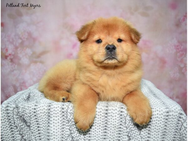 Chow Chow-Dog-Male-Red-23137-Petland Fort Myers, Florida