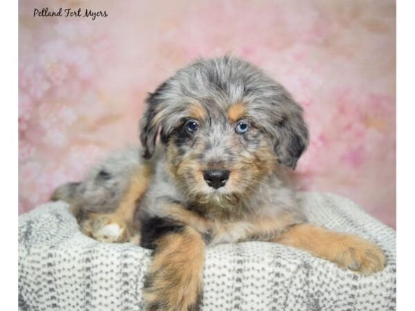 Bernese Mountain Dog / Poodle-Dog-Female-Merle-23135-Petland Fort Myers, Florida