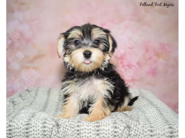 Morkie-Dog-Male-Black & Tan-23132-Petland Fort Myers, Florida