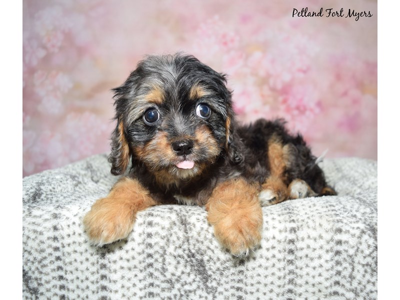 Cavapoo-Female-Chocolate & White-4129241-Petland Fort Myers Florida