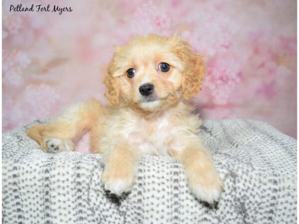 Cavapoo Dog Male Apricot 23129 Petland Fort Myers, Florida