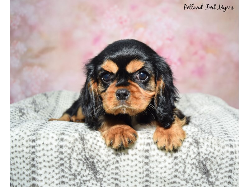 Cavalier King Charles Spaniel-Female-Black & Tan-4129178-Petland Fort Myers Florida