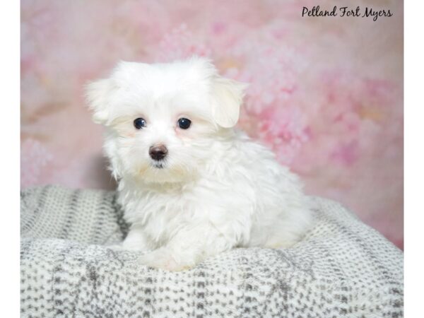 Maltese Dog Female White 23127 Petland Fort Myers, Florida