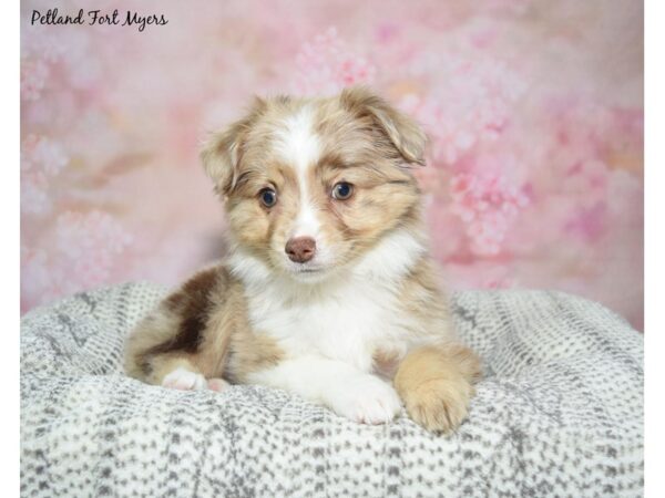 Miniature American Shepherd--Female---Petland Fort Myers, Florida