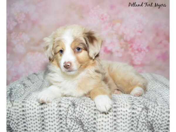 Miniature American Shepherd Dog Female Red Merle 23124 Petland Fort Myers, Florida