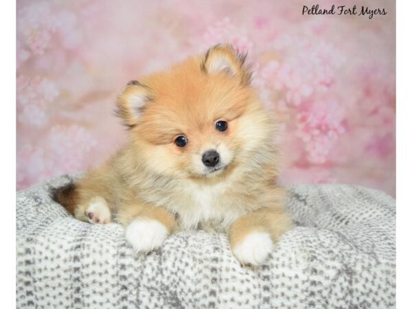 Pomeranian-Dog-Male-Sable-23123-Petland Fort Myers, Florida