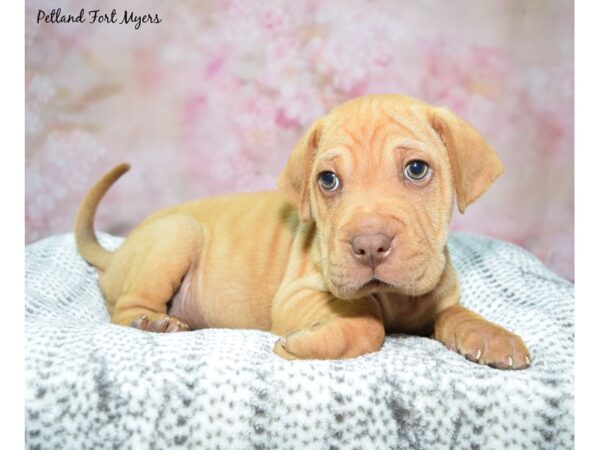 Shar-Pei/Beagle-Dog-Male-Red-23159-Petland Fort Myers, Florida