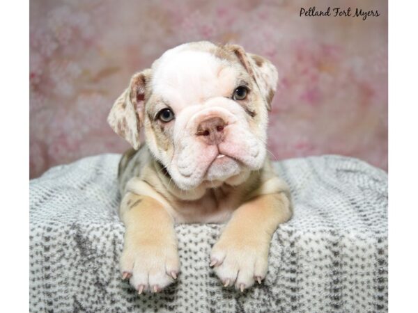 English Bulldog Dog Female Tan & White 23156 Petland Fort Myers, Florida