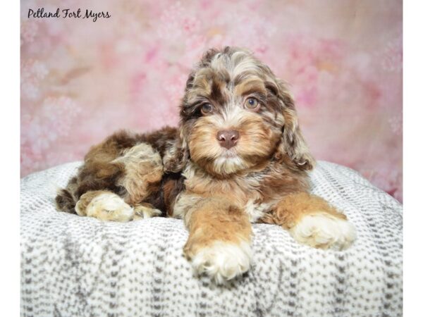 Cockapoo-Dog-Female-Chocolate Merle-23155-Petland Fort Myers, Florida