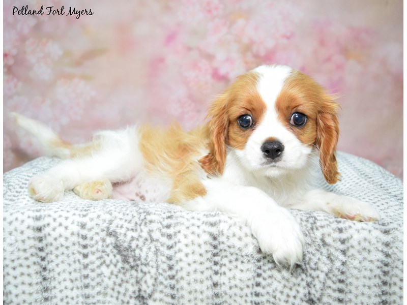 Cavalier King Charles Spaniel-Male-Blenheim-4139937-Petland Fort Myers Florida