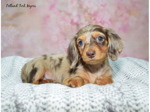 Dachshund-Dog-Female-Tan, Dapple-23151-Petland Fort Myers, Florida