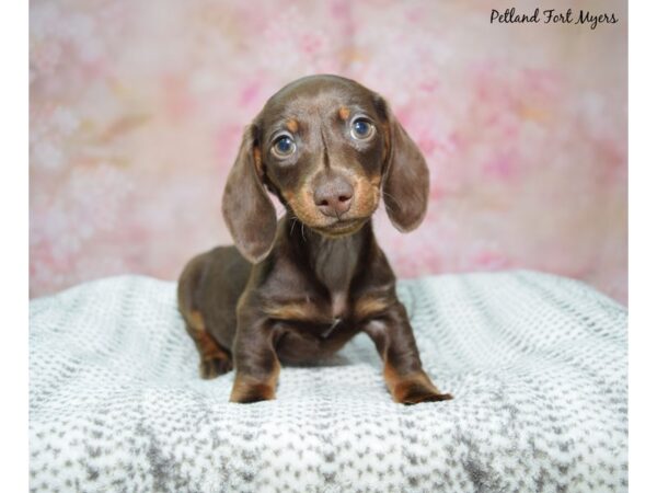 Dachshund Dog Male Chocolate & Tan 23150 Petland Fort Myers, Florida