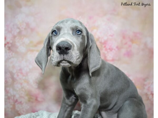 Great Dane Dog Male Blue 23148 Petland Fort Myers, Florida