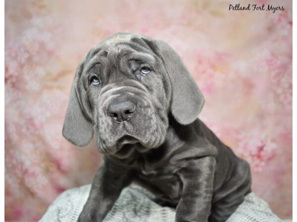 Neapolitan Mastiff-Dog-Male-Blue-23146-Petland Fort Myers, Florida