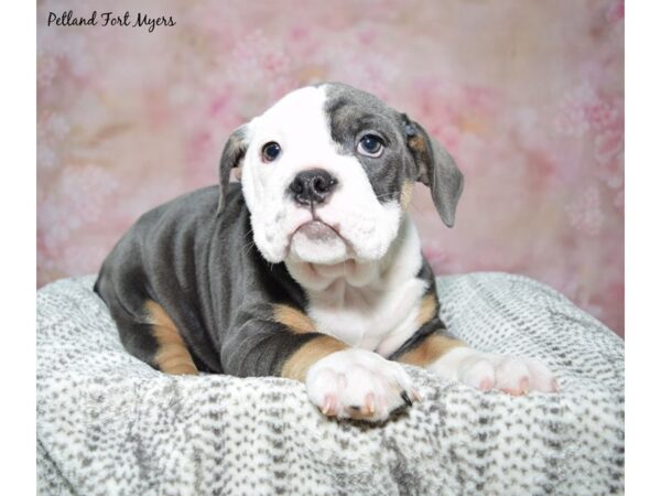 Victorian Bulldog Dog Female Blue & White 23144 Petland Fort Myers, Florida