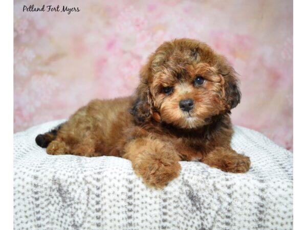 Shipoo--Male---Petland Fort Myers, Florida